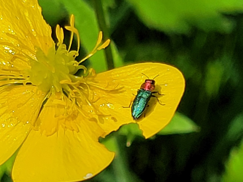 Anthaxia nitidula - ragyogó virágdíszbogár