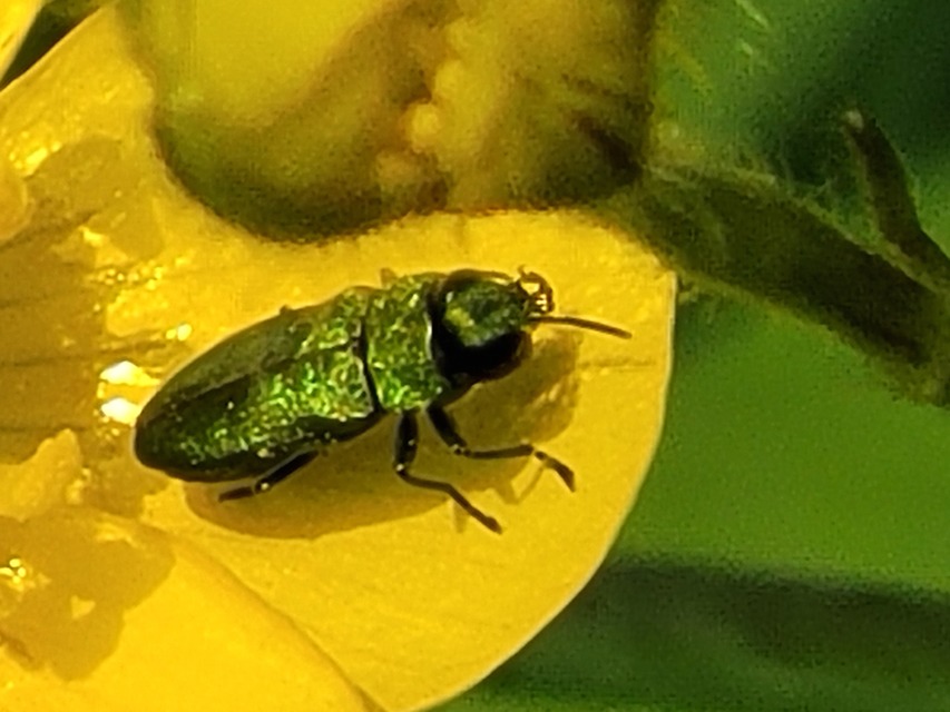 Anthaxia nitidula - ragyogó virágdíszbogár