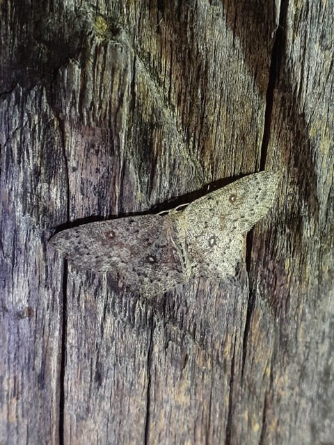 Cyclophora pendularia - fűzfa-pettyesaraszoló