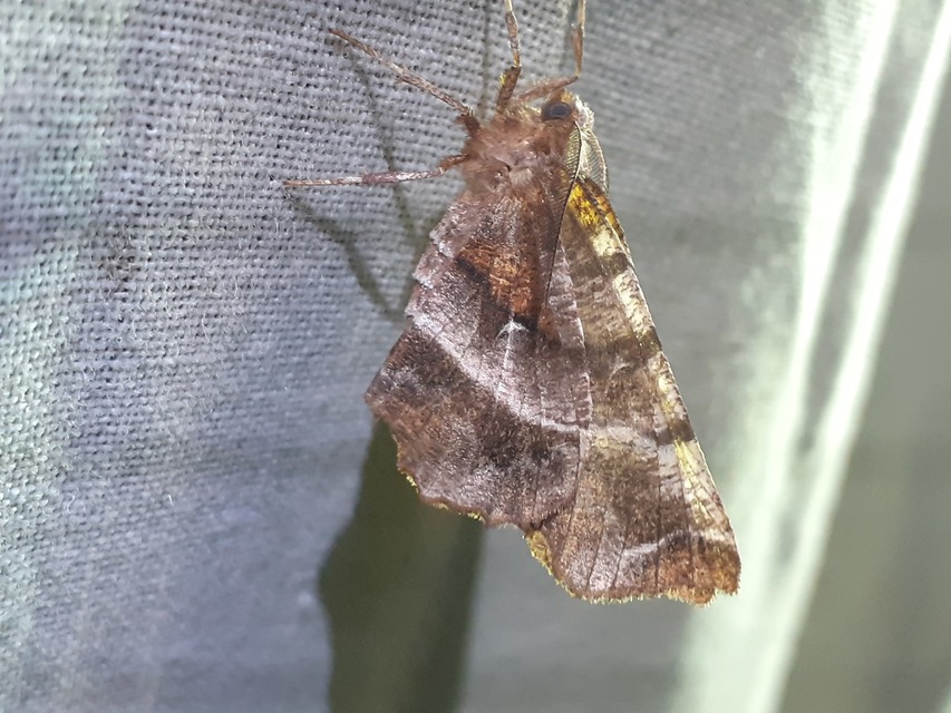Selenia dentaria - kétfoltos holdasaraszoló