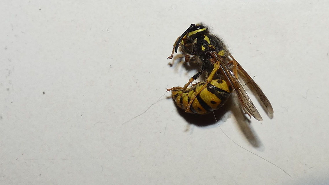 Vespula germanica - német darázs
