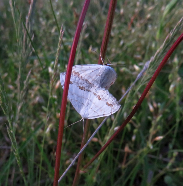 Scopula ornata - díszes fehéraraszoló Scopula ornata - díszes fehéraraszoló