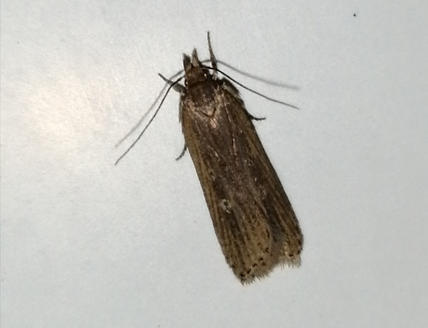 Helcystogramma triannulella - szuláksodró lápimoly