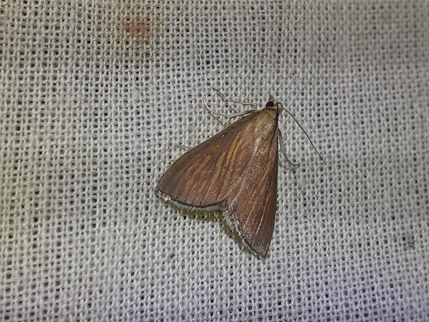 Nascia cilialis - sásrágó tűzmoly