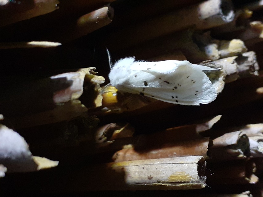 Hyphantria cunea - amerikai fehér medvelepke