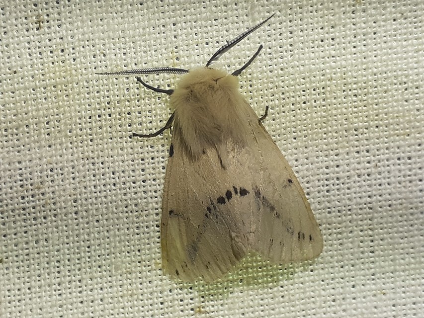 Spilarctia lutea - sárgás medvelepke