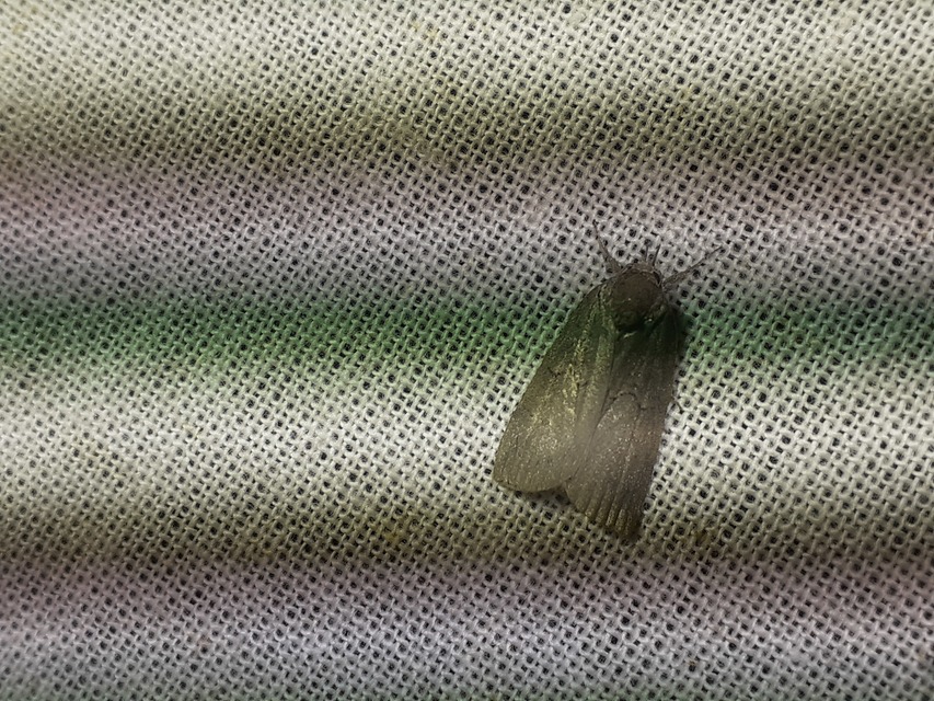 Nycteola asiatica - nyárfa-trapézbagoly