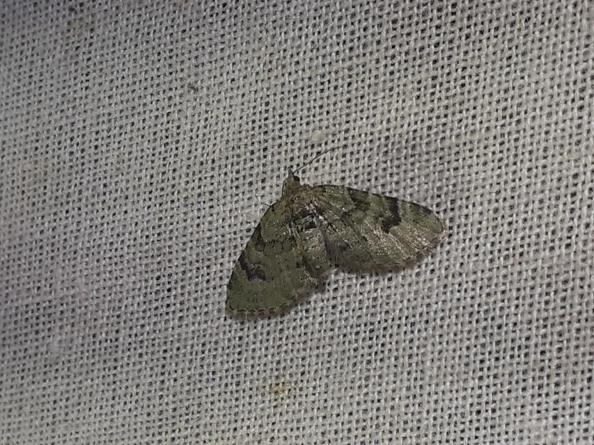 Chloroclystis v-ata - zöldes törpearaszoló