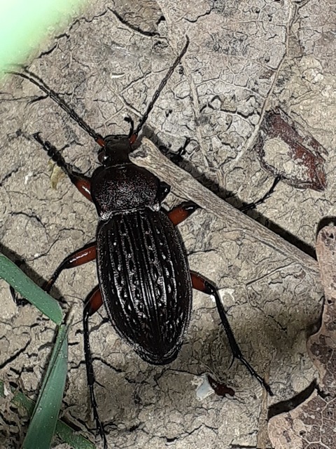 Carabus cancellatus - ragyás futrinka