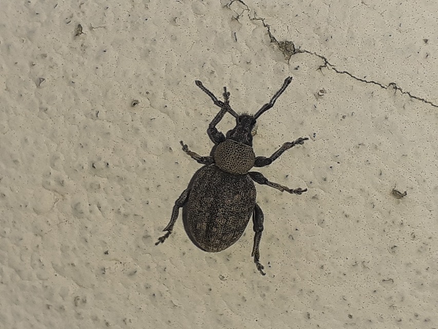 Otiorhynchus ligustici - vincellér-gyalogormányos