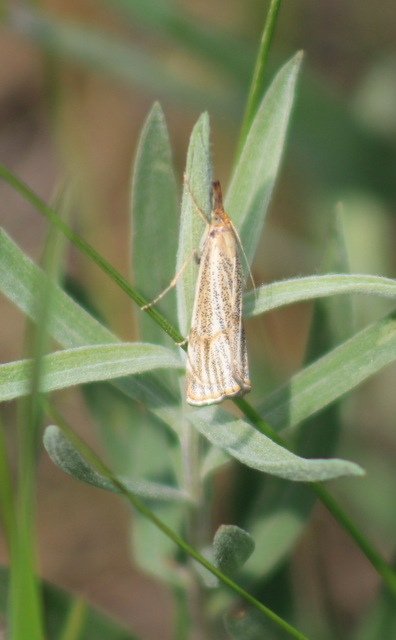 Thisanotia chrysonuchella - tavaszi fűgyökérmoly