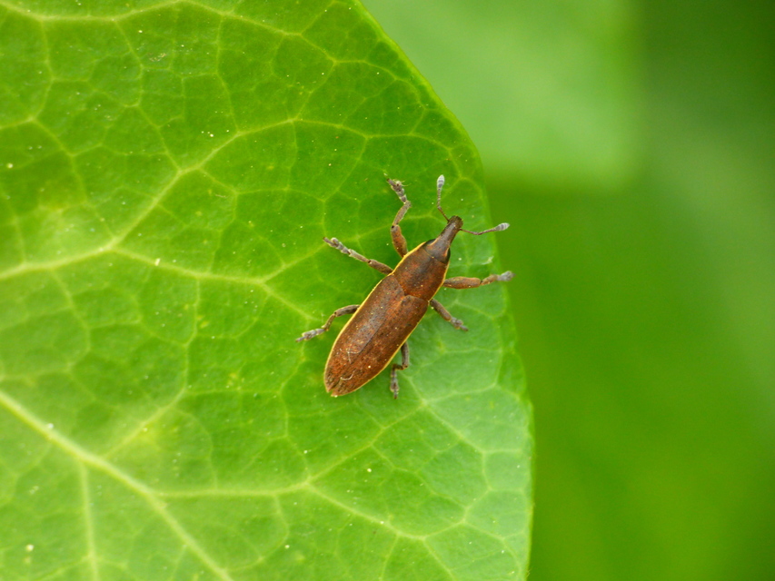 Lixus ochraceus - retek-dudvabarkó