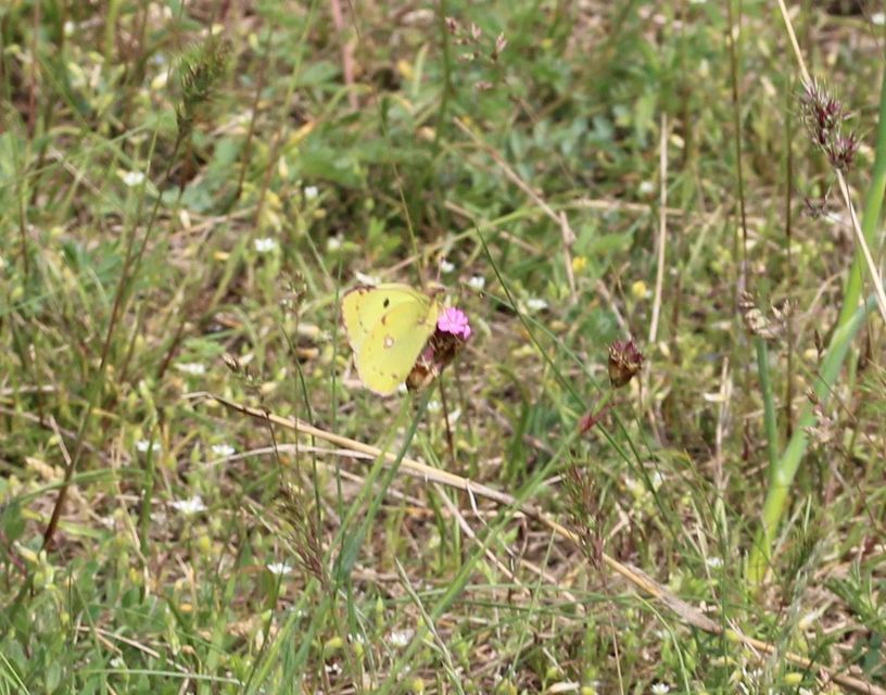Colias alfacariensis - déli kéneslepke