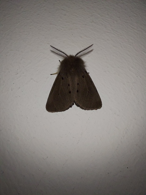 Diaphora mendica - felemás medvelepke