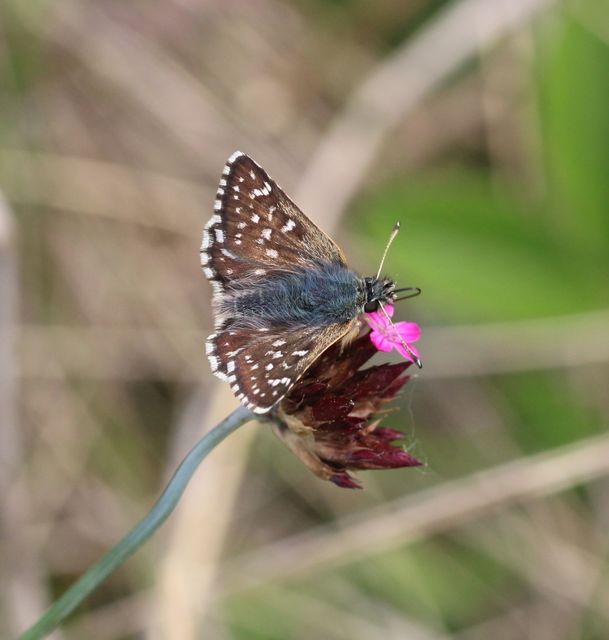 Spialia orbifer - törpe busalepke