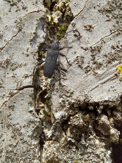 Ropalopus macropus - kis facincér Ropalopus macropus - kis facincér