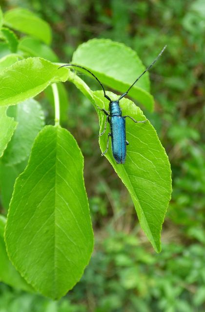 Agapanthia violacea - kék somkórócincér