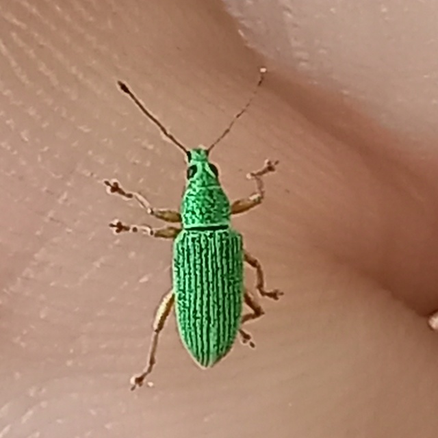 Polydrusus formosus - selymes lombormányos
