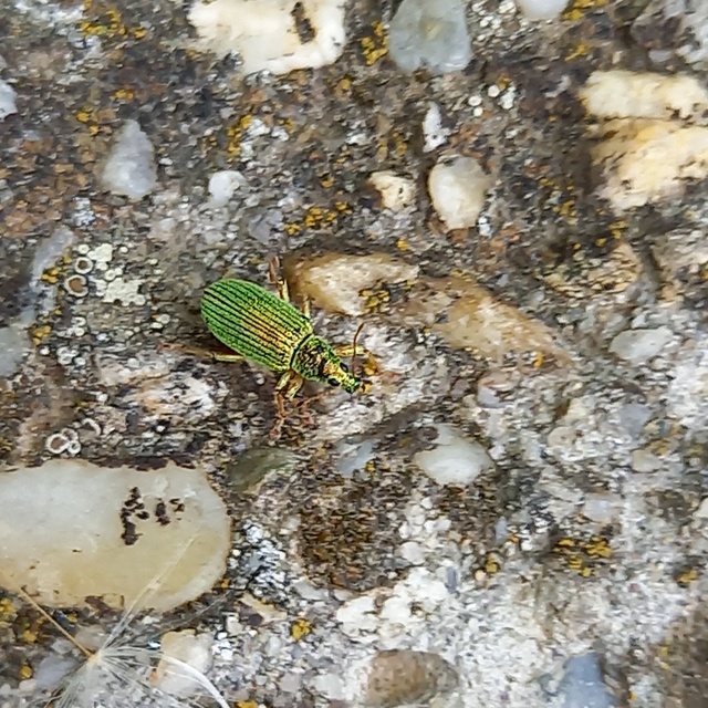 Polydrusus formosus - selymes lombormányos