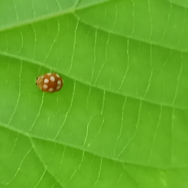 Vibidia duodecimguttata - tizenkétcseppes füsskata
