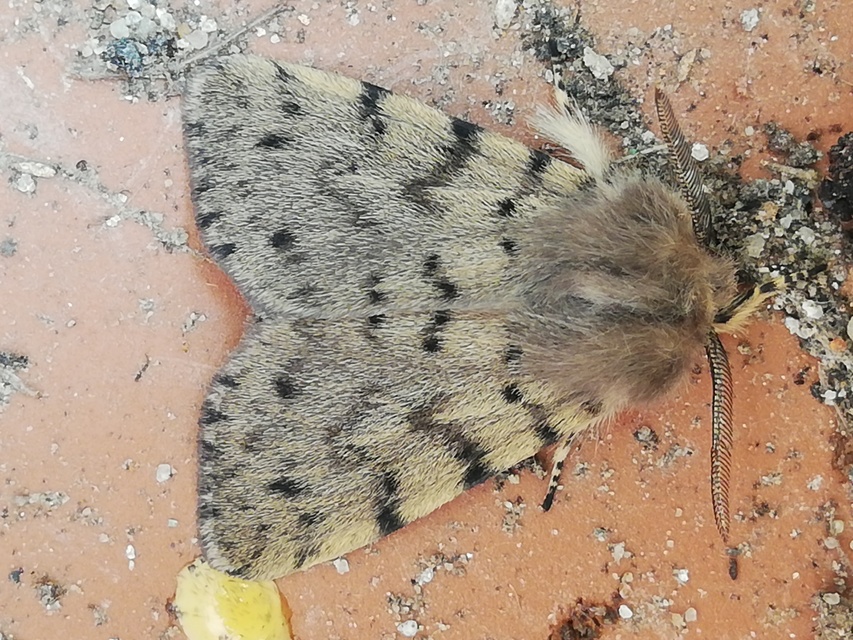 Diaphora luctuosa - gyászos medvelepke