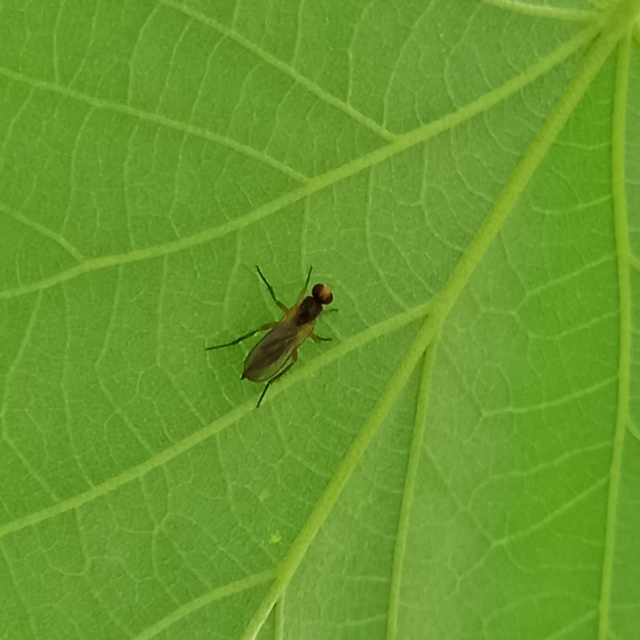 Scathophagidae
