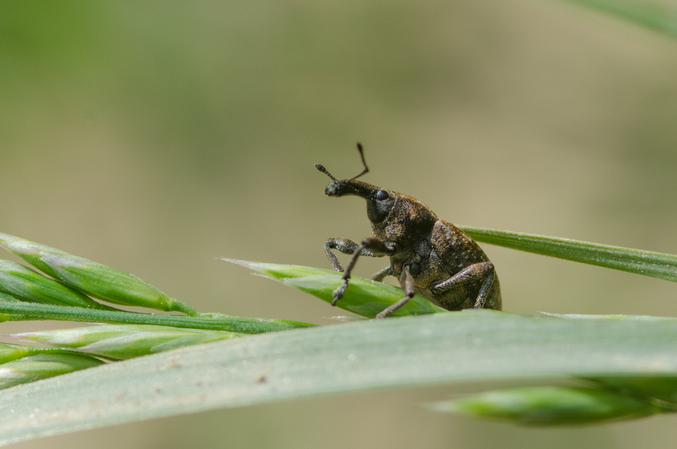 Lepyrus capucinus - pettyes fűzormányos