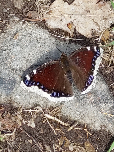 Nymphalis antiopa - gyászlepke