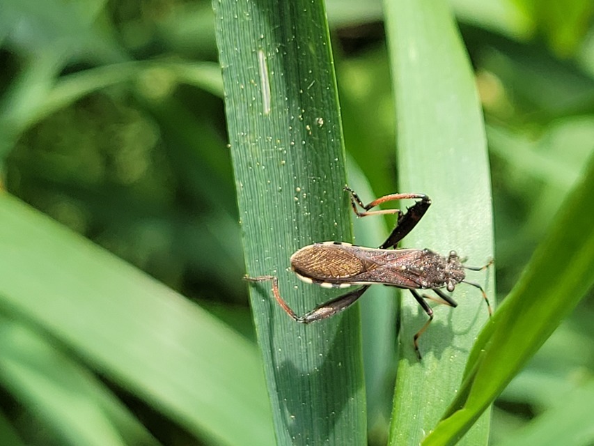 Camptopus lateralis - görbelábú karimáspoloska