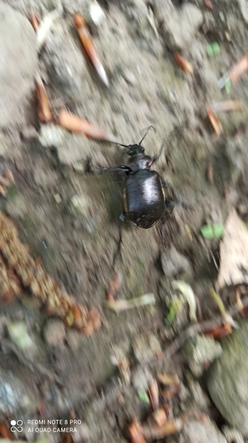 Calosoma inquisitor - kis bábrabló