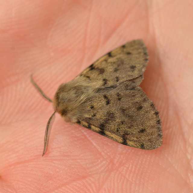 Diaphora luctuosa - gyászos medvelepke