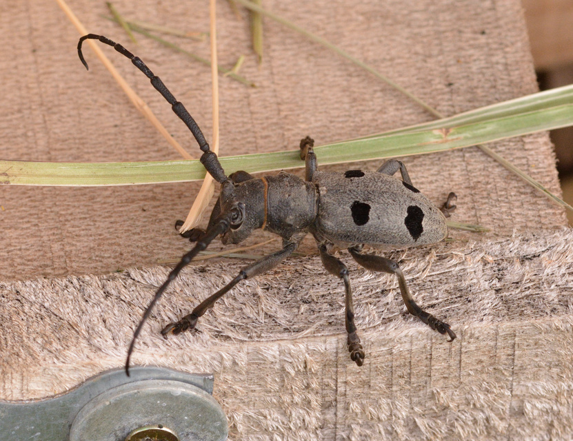 Morimus asper funereus - gyászcincér
