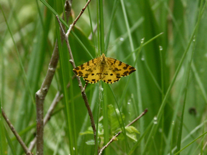 Pseudopanthera macularia - párducfoltos araszoló