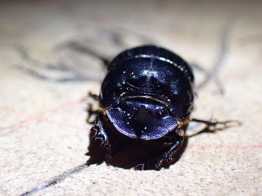 Copris lunaris - közönséges holdszarvú-ganéjtúró