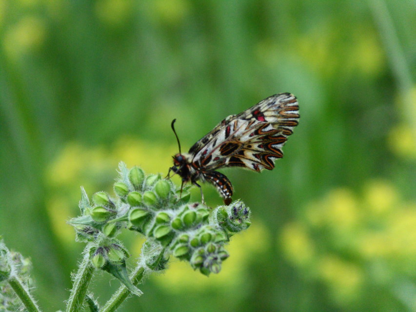 Zerynthia polyxena - farkasalmalepke