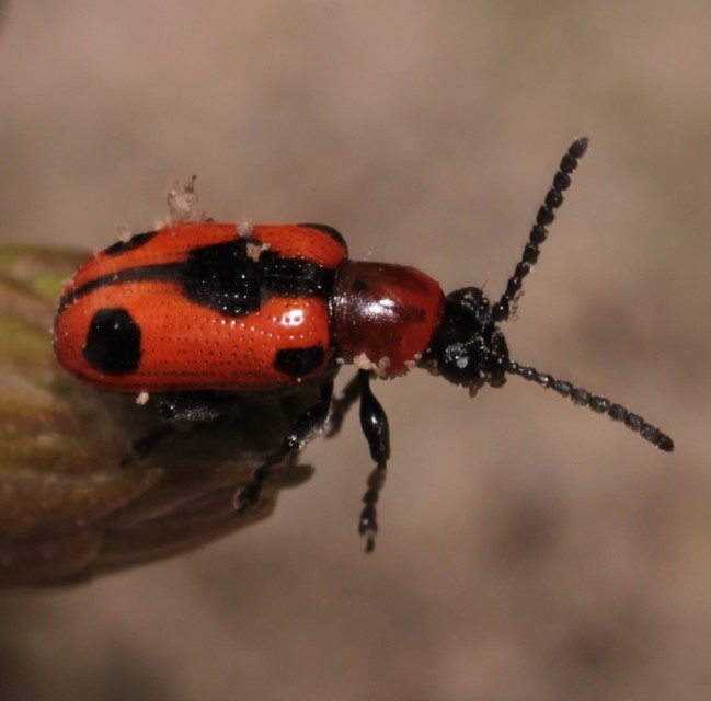 Crioceris quinquepunctata - ötpontos spárgabogár