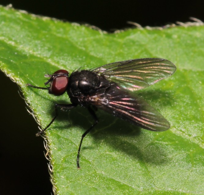 Muscidae - igazi legyek