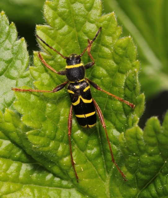 Clytus arietis - közönséges darázscincér