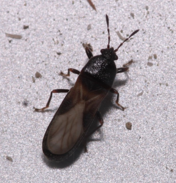 Dimorphopterus spinolae - közönséges karcsúbodobács