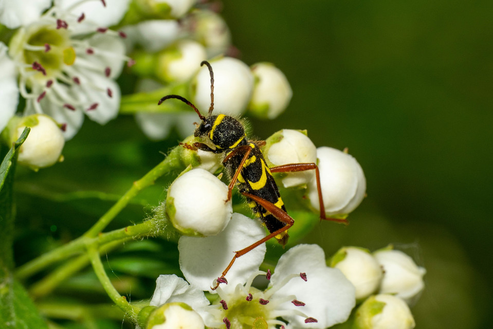 Clytus arietis - közönséges darázscincér