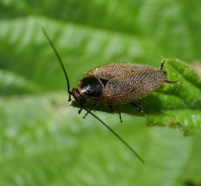 Ectobius erythronotus - sárgatorú erdeicsótány