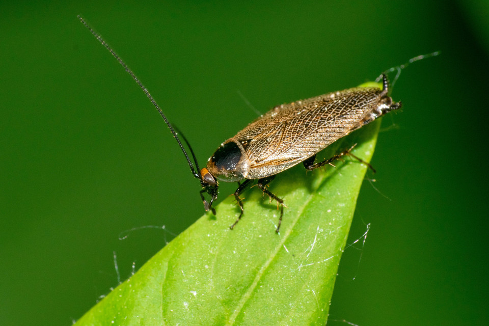 Ectobius erythronotus - sárgatorú erdeicsótány