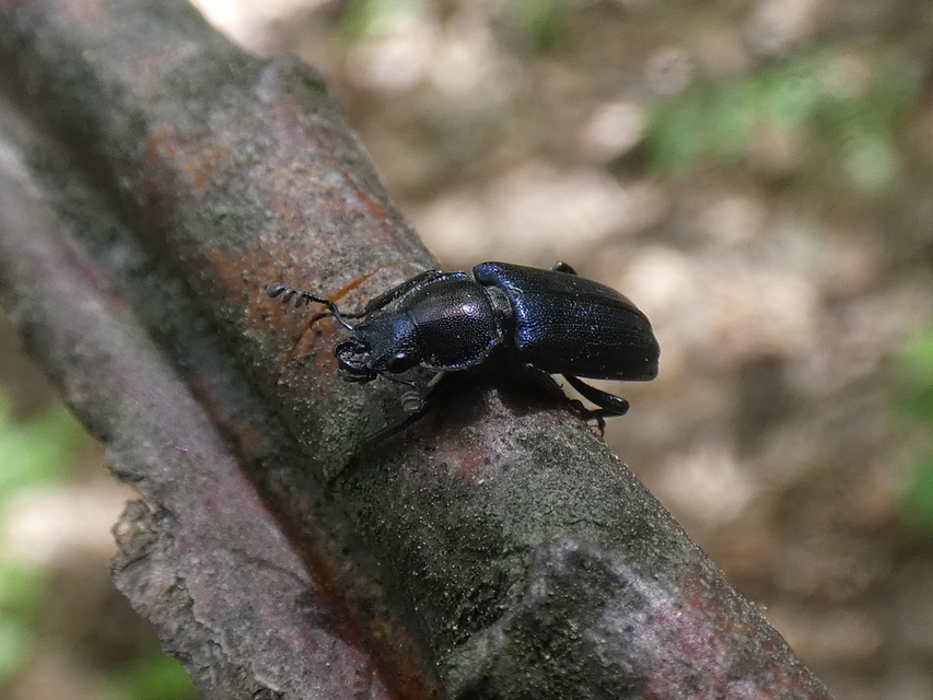 Platycerus caraboides - kis fémesszarvasbogár