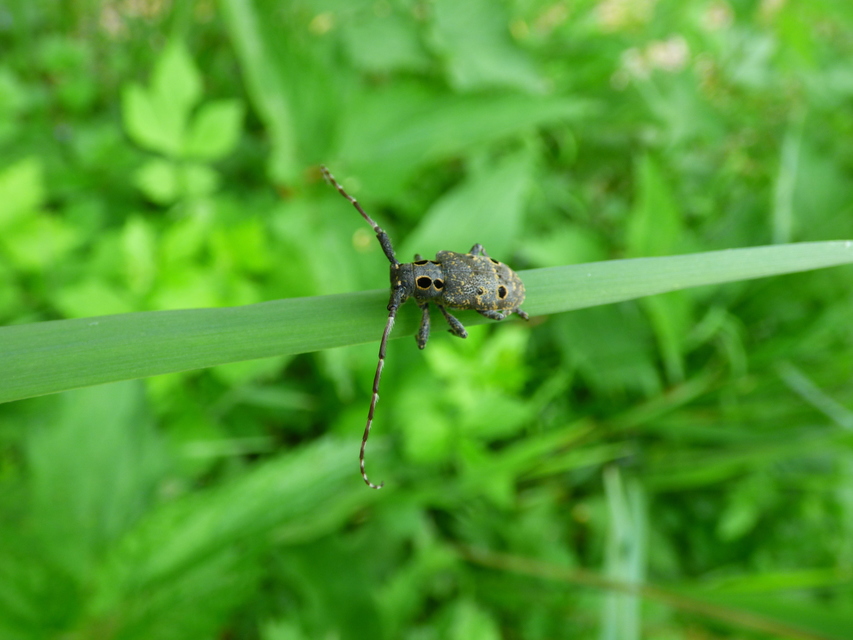 Mesosa curculionoides - szemfoltos cincér