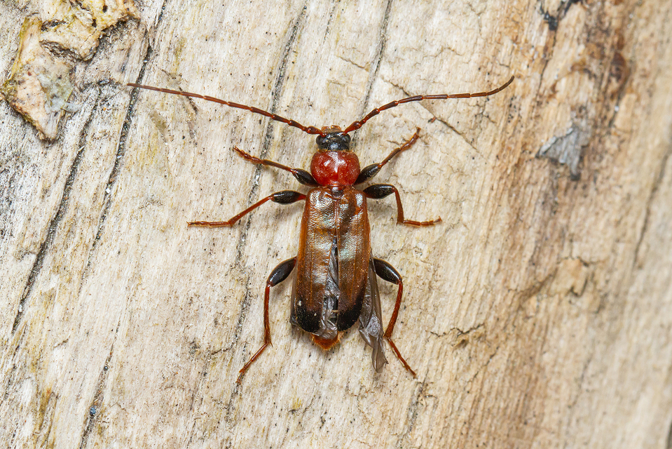 Phymatodes testaceus - változékony korongcincér Phymatodes testaceus - változékony korongcincér