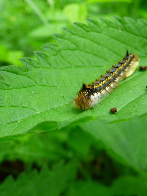 Euthrix potatoria - szomjas pohók