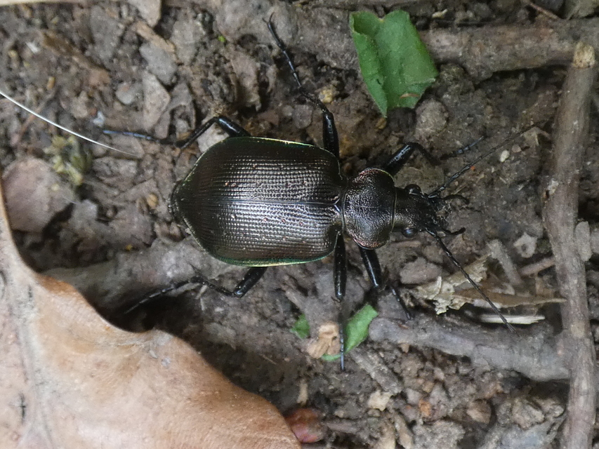 Calosoma inquisitor - kis bábrabló