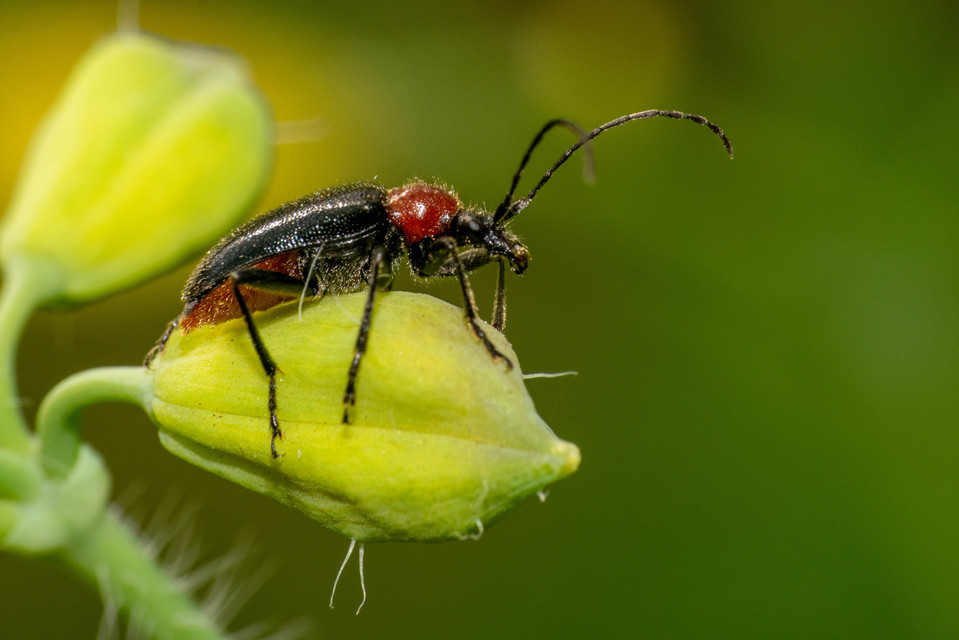 Dinoptera collaris - vörösnyakú virágcincér