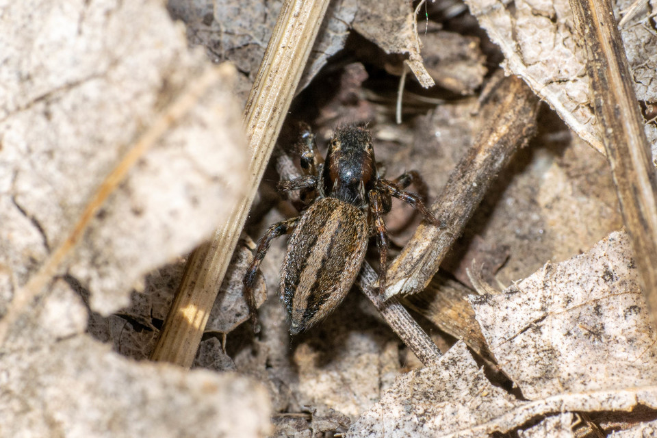 Phlegra fasciata - sávos ugrópók