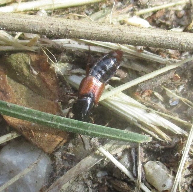 Quedius molochinus - sokalakú mohaholyva